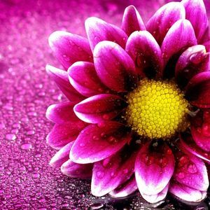 Meet your Posher, Crystal